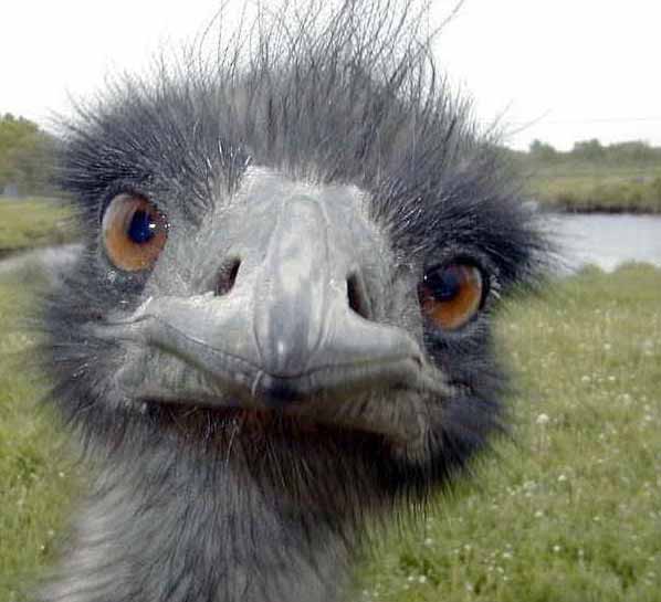 close up photo of ostrich