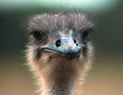 Pictures Ostriches