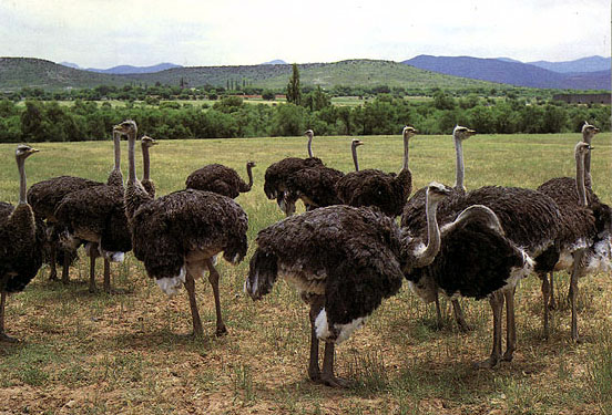 photo of ostriches