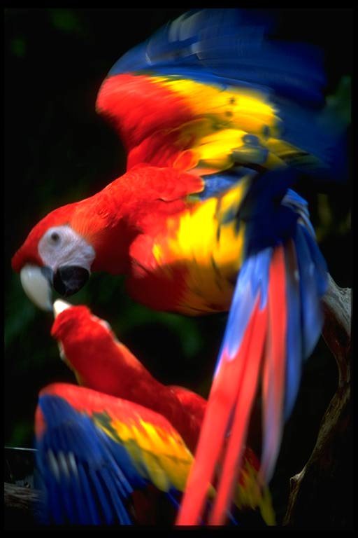 photograph of a parrots at play
