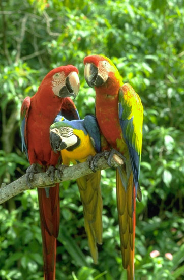 photograph of a parrots at play
