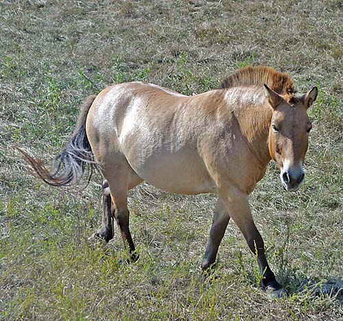 photo of Przewalski's Horse