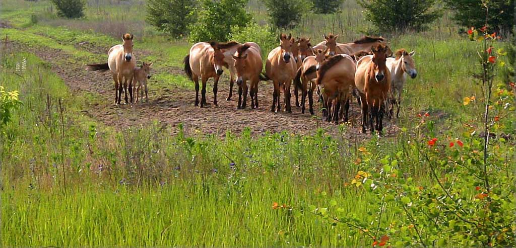 photo of herd of Przewalski's horses