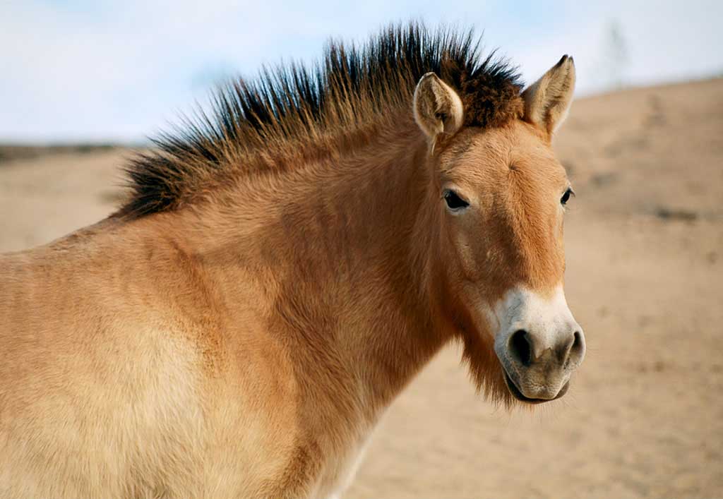 photo of Przewalski's Horse