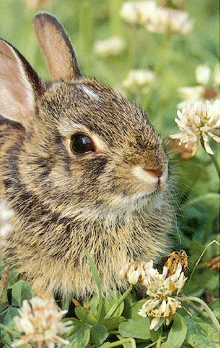 photo of a rabbit