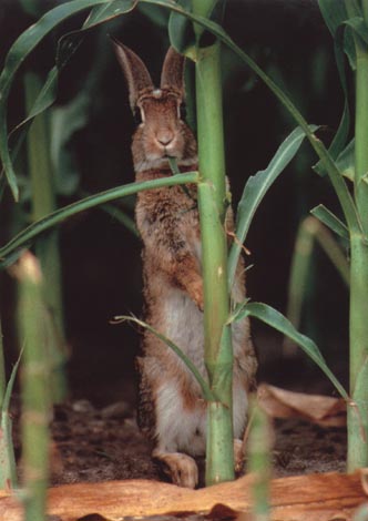 photo of rabbit standing tall