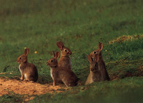 photo of rabbits by their burrow