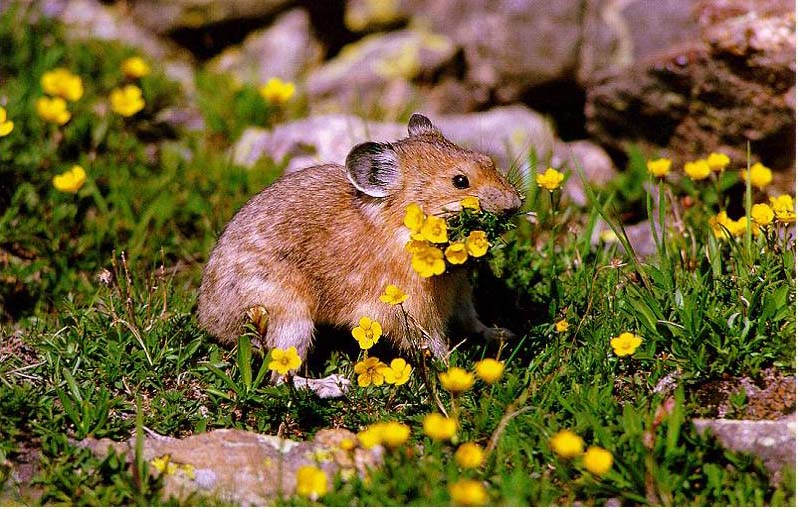 photo of a small pika