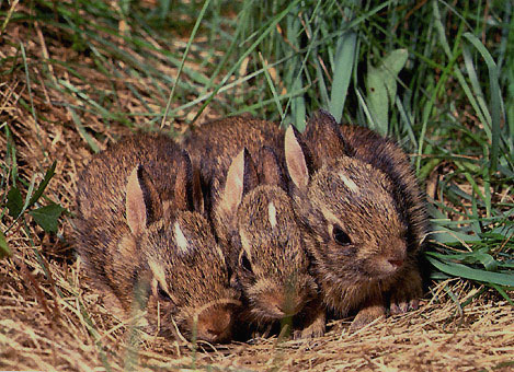 three rabbits photograph