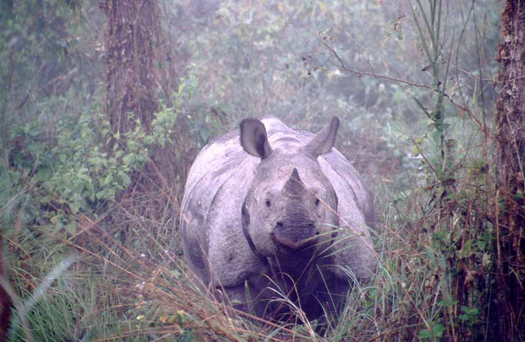 Rhinos In Nepal