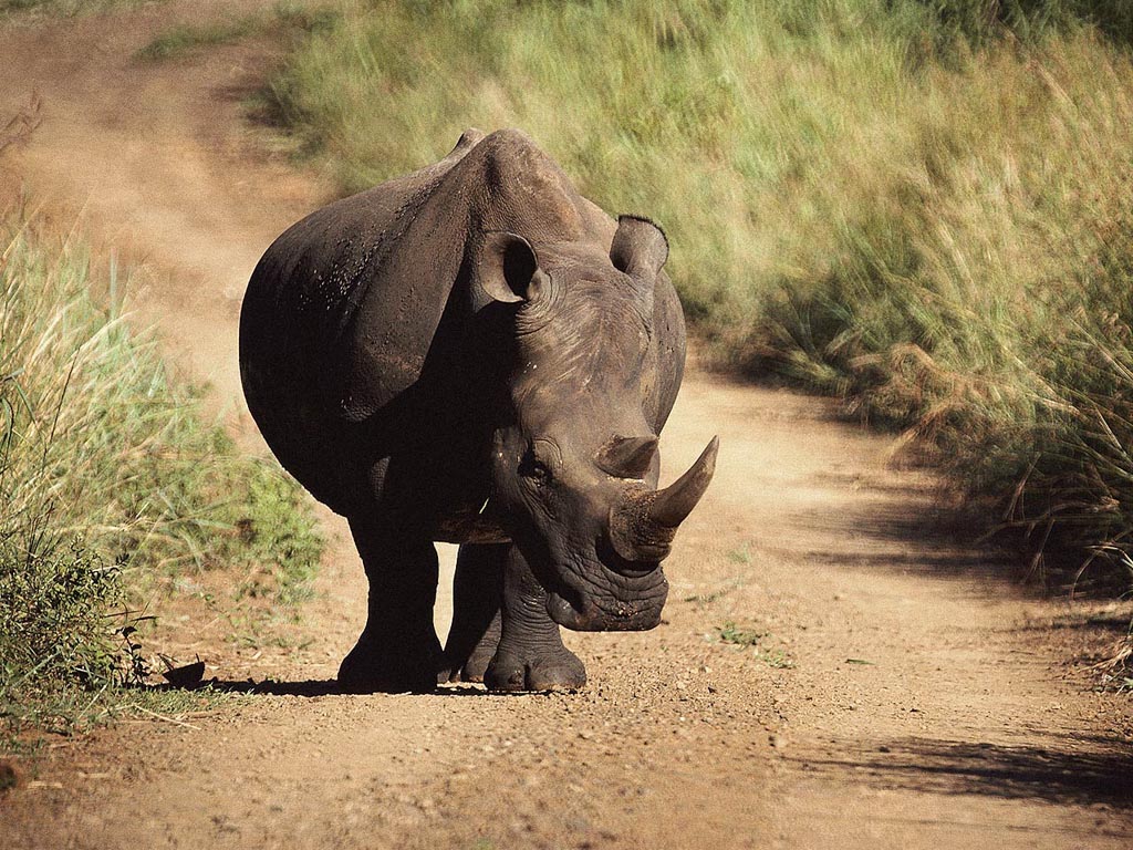 photo of an advancing rhino