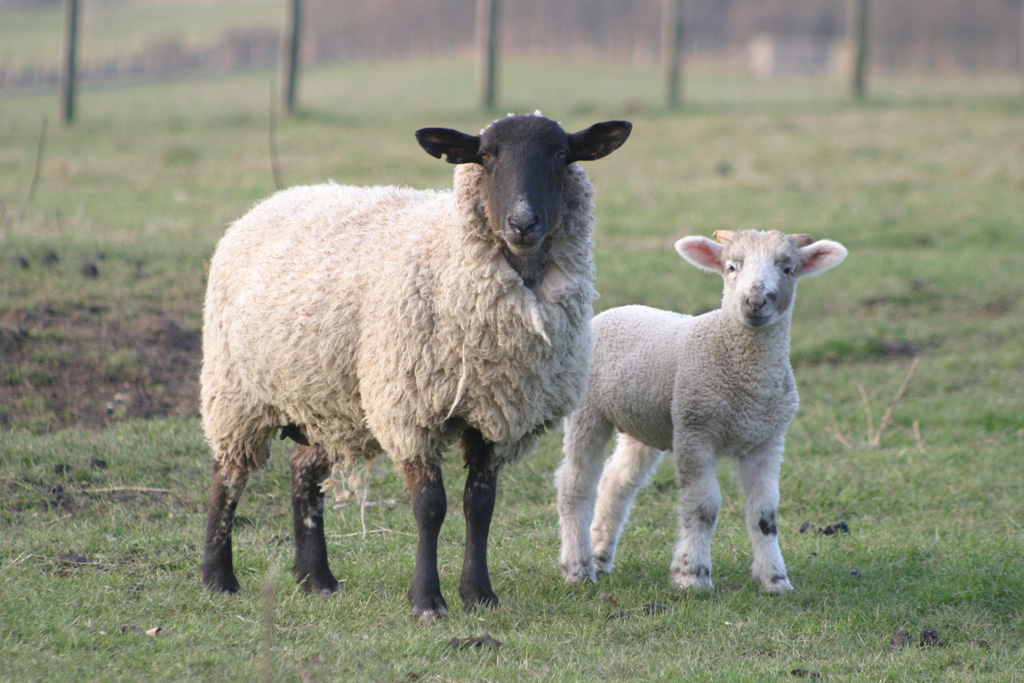 photograph of ewe and lamb
