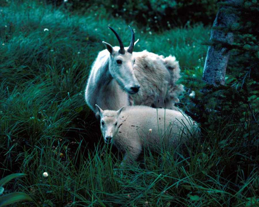 photograph of sheep in the grass