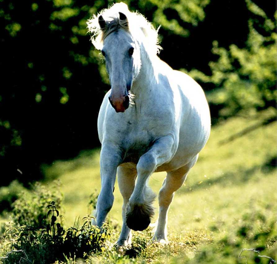 photo of a Shire mare