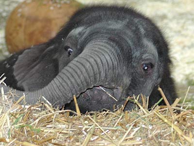 photo of a shy baby elephant