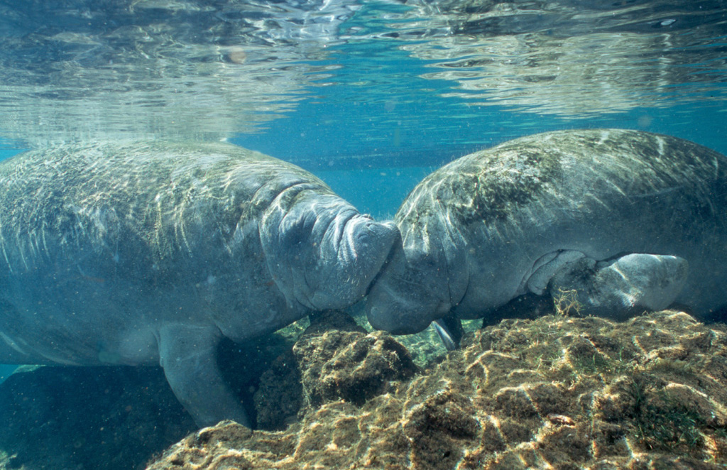photograph of two manatees