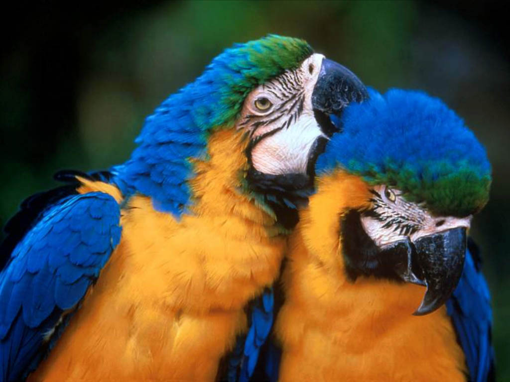 photograph of pair of parrots