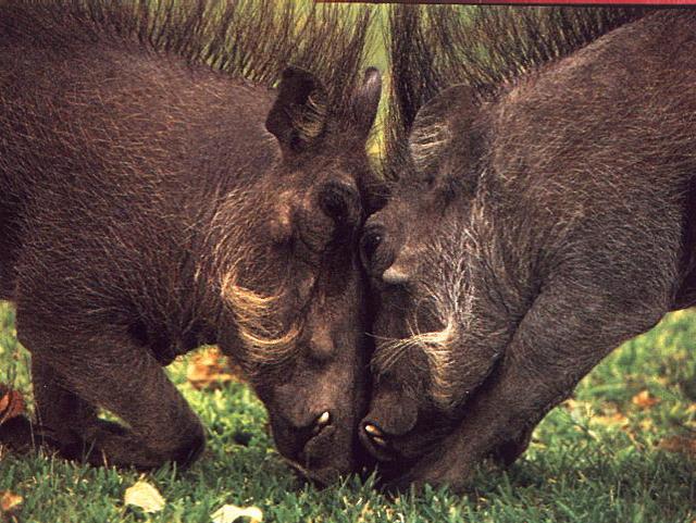 photo of a pair of warthogs
