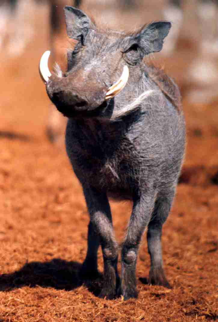 photo of a youthful warthog