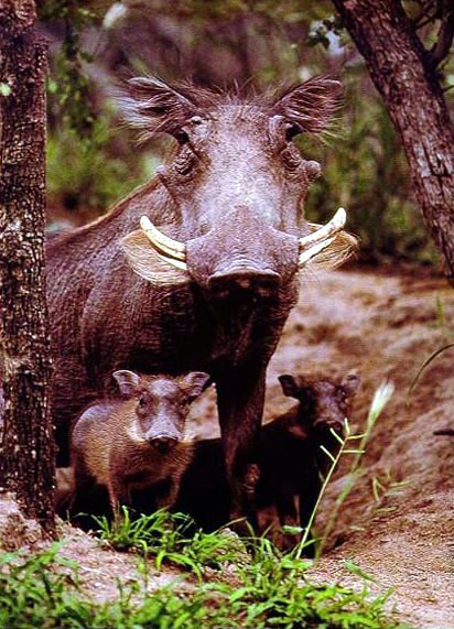 warthog photograph