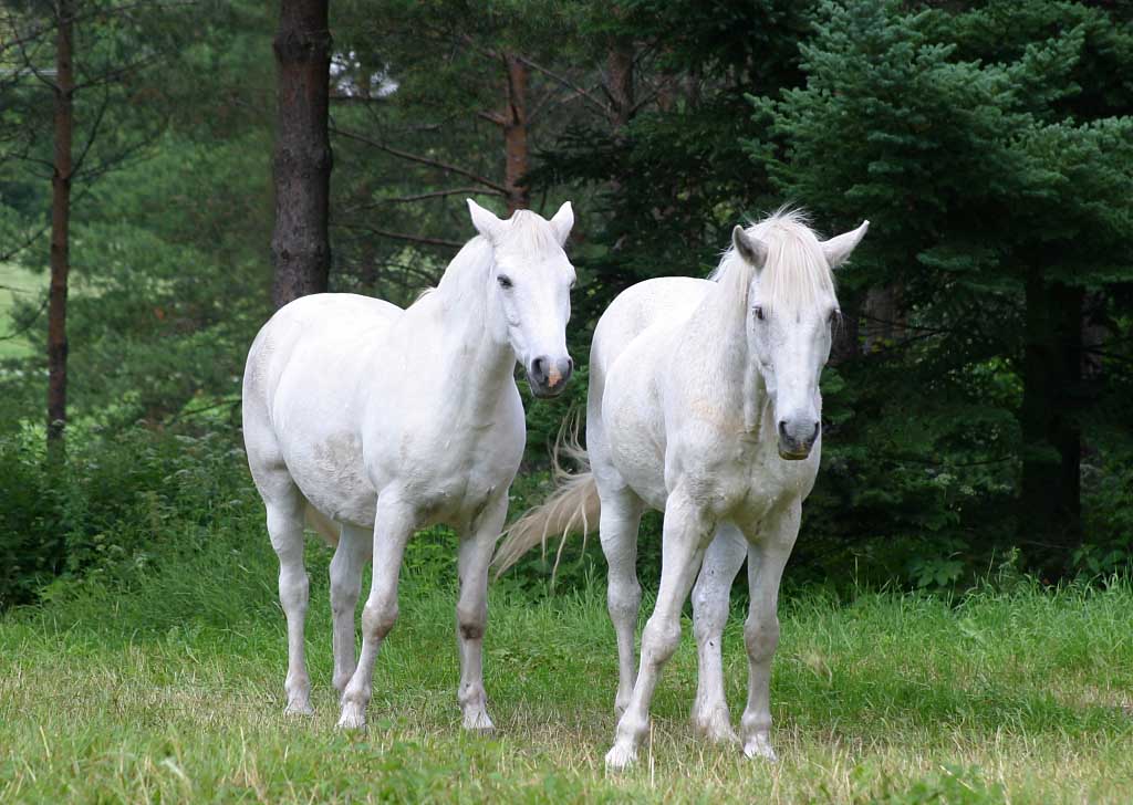 photo of white horses