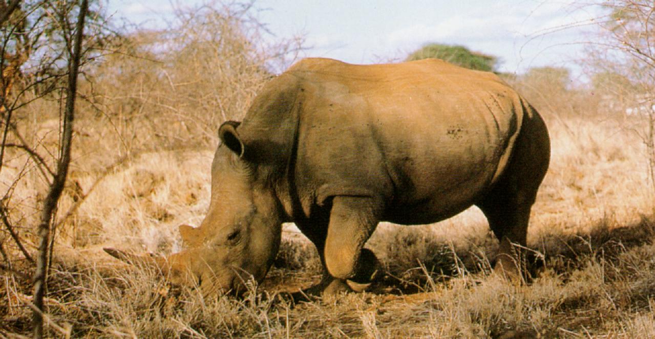 photo of  rhino