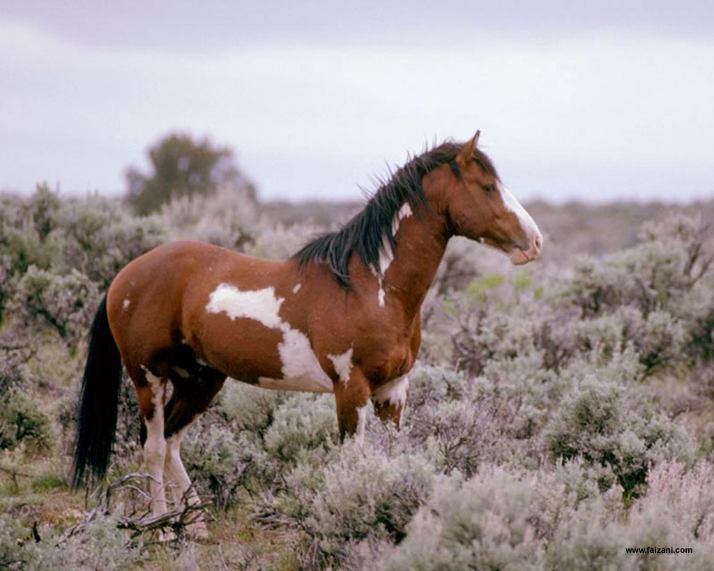 photo of horse and foal