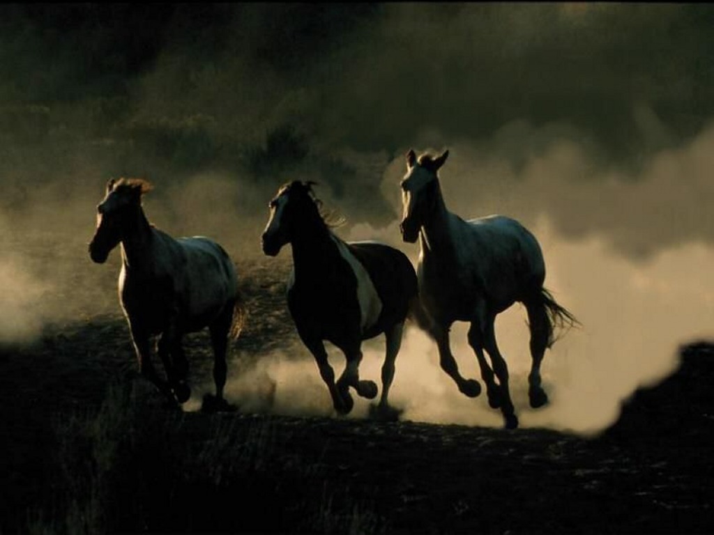 Wild Horses