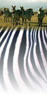 zebra photo