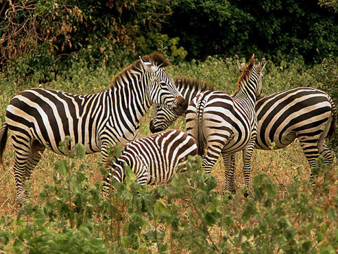 photo of a family of zebras