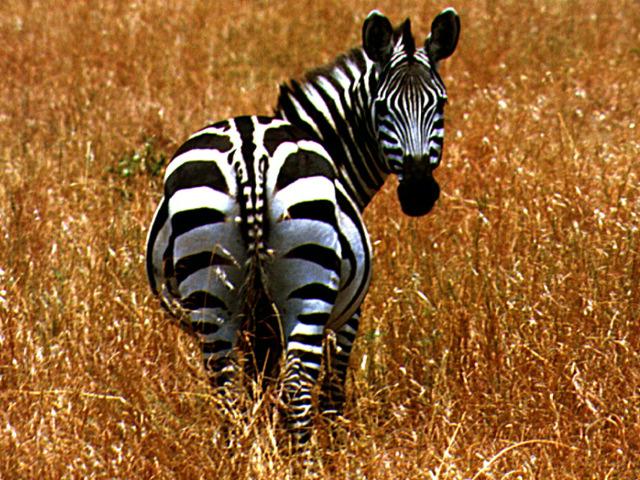 photo of zebra