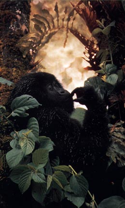 photograph of a mountain gorilla