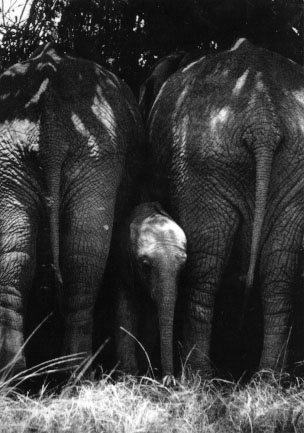 photograph of protective elephants