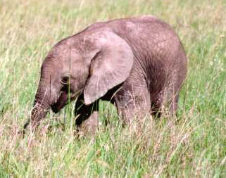 photograph of young elephant in the grass