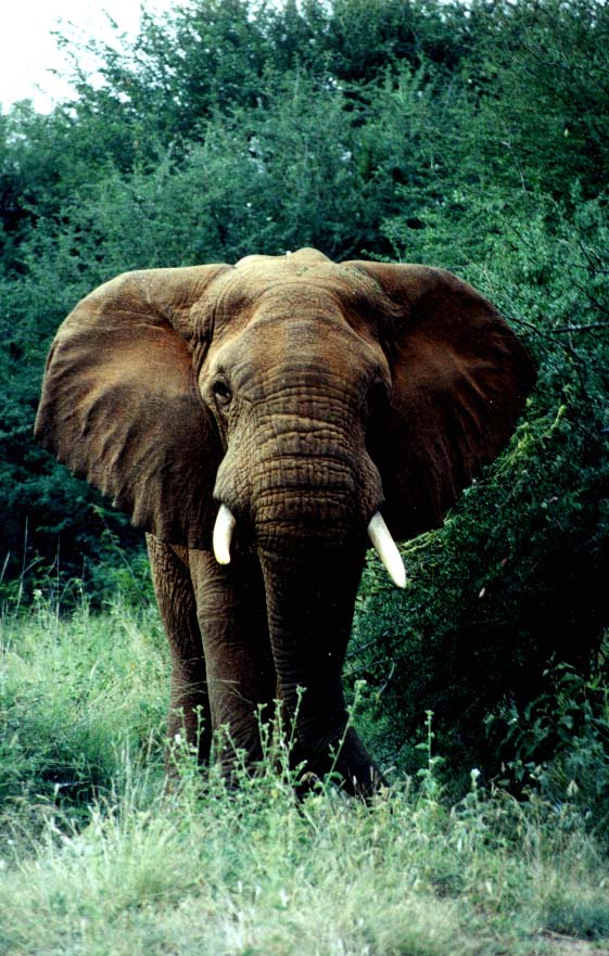 photograph of an African elephant