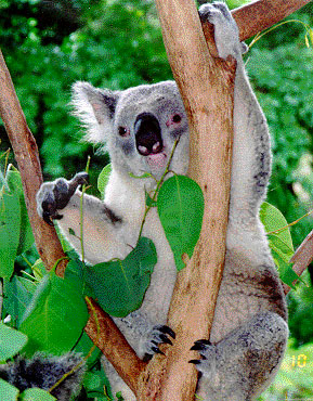photograph of a koala having a munch