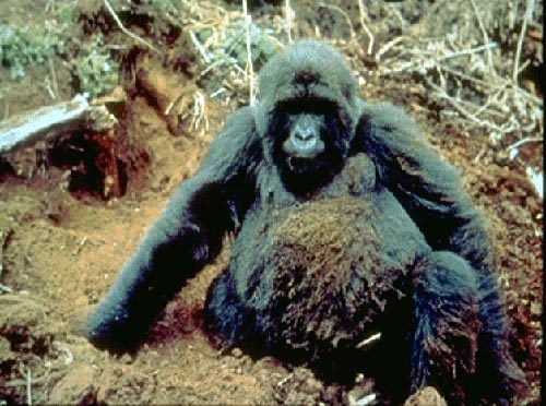 photograph of grubby gorilla