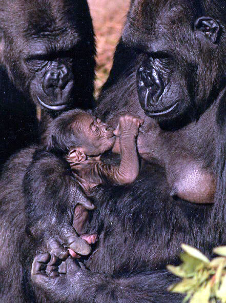 gorilla family photo
