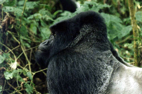 photograph of a big gorilla