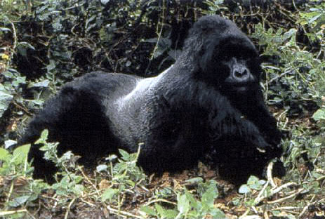 photo of big gorilla