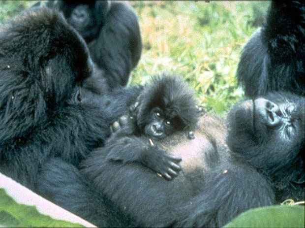 photograph of a family of gorillas
