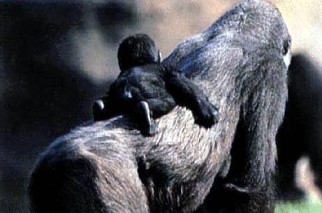 photograph of gorilla with baby