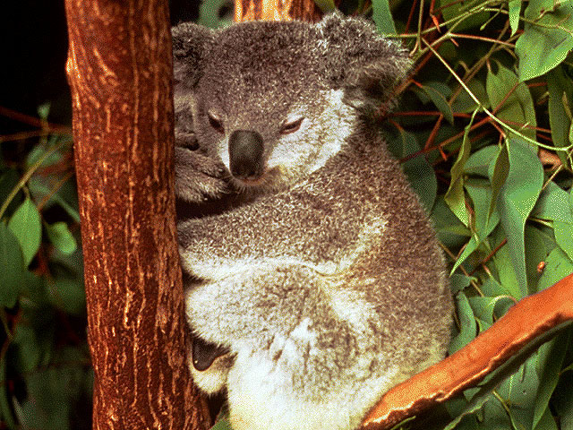 photo of a sleepy koala