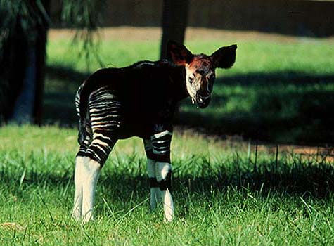 photo of young okapi
