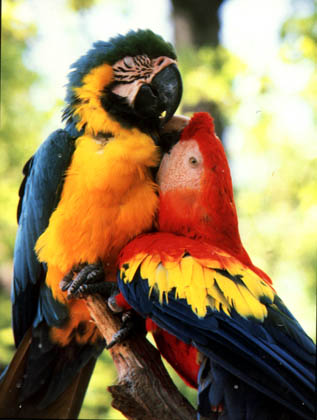 photo of two star-crossed parrots