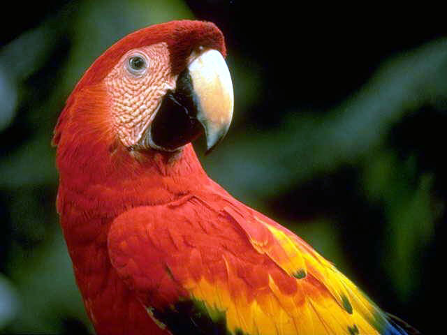 photograph of a cool macaw