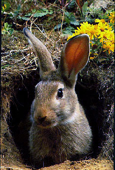photo of rabbit emerging from burrow