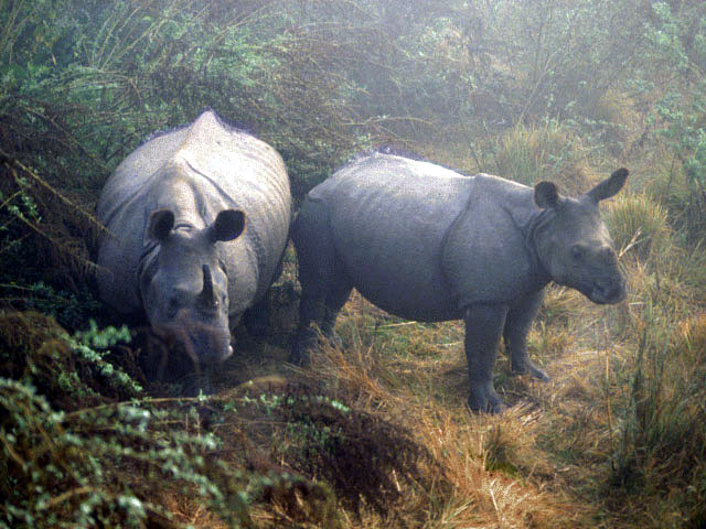 photo of rhinos in the mist