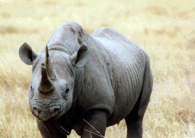 photo of rhino