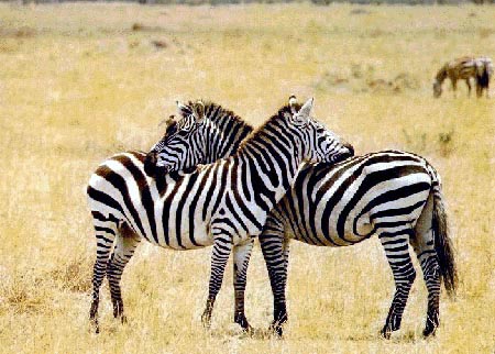 photo of zebras necking